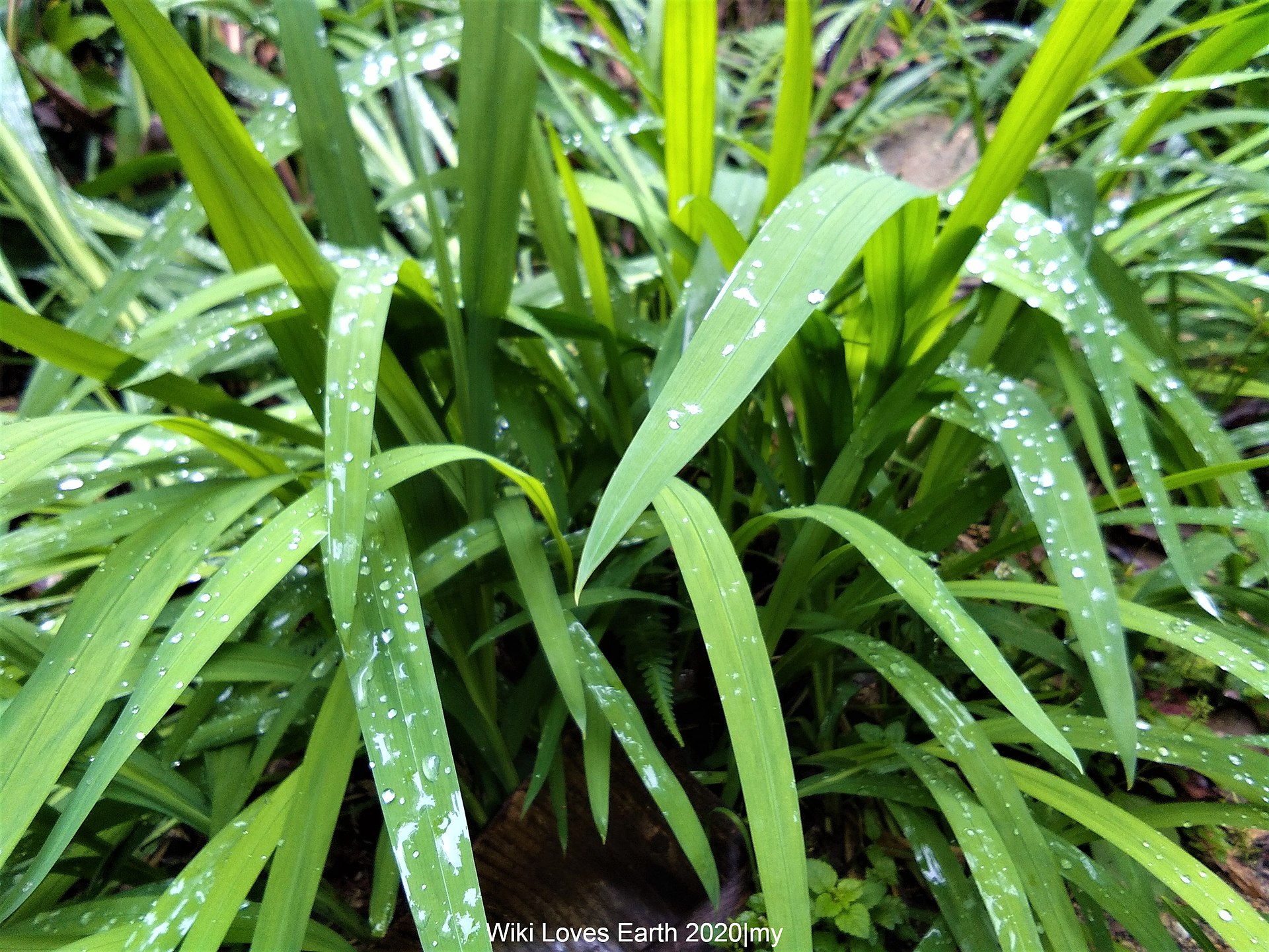 hike scenery for Cameron Highlands Mossy Forest near Pahang