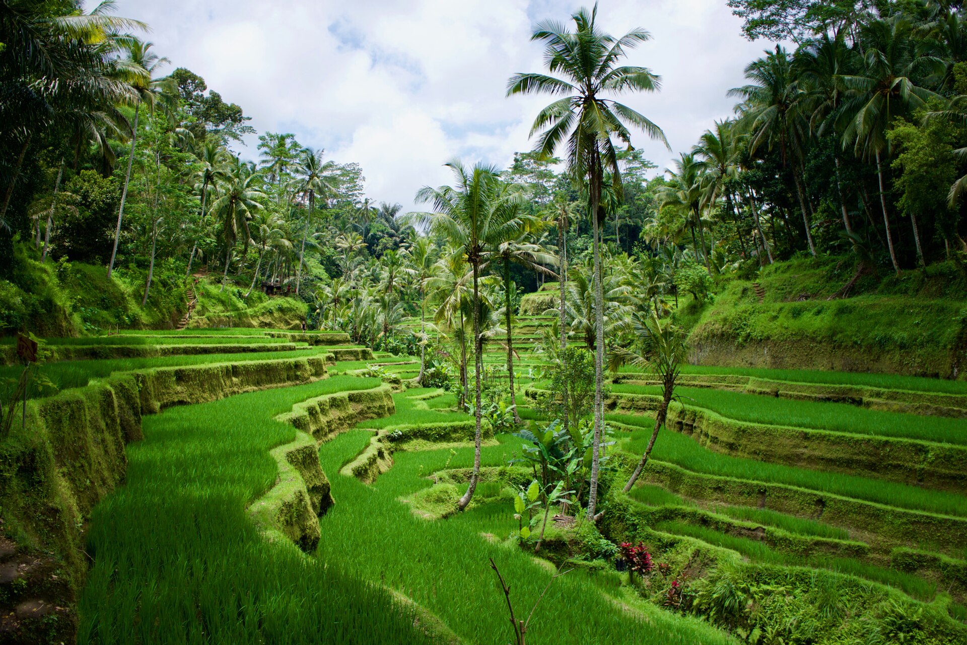 bike ride scenery for Ubud Rice Terrace near Bali