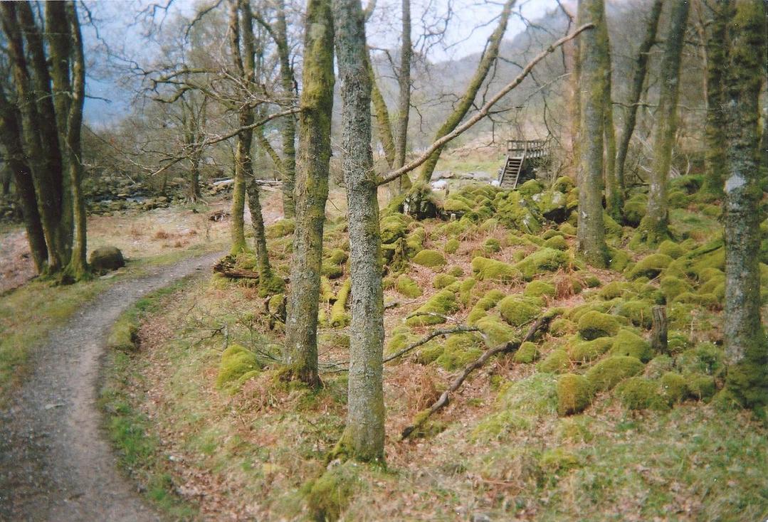 hike scenery for West Highland Way Loch Lomond near Loch Lomond