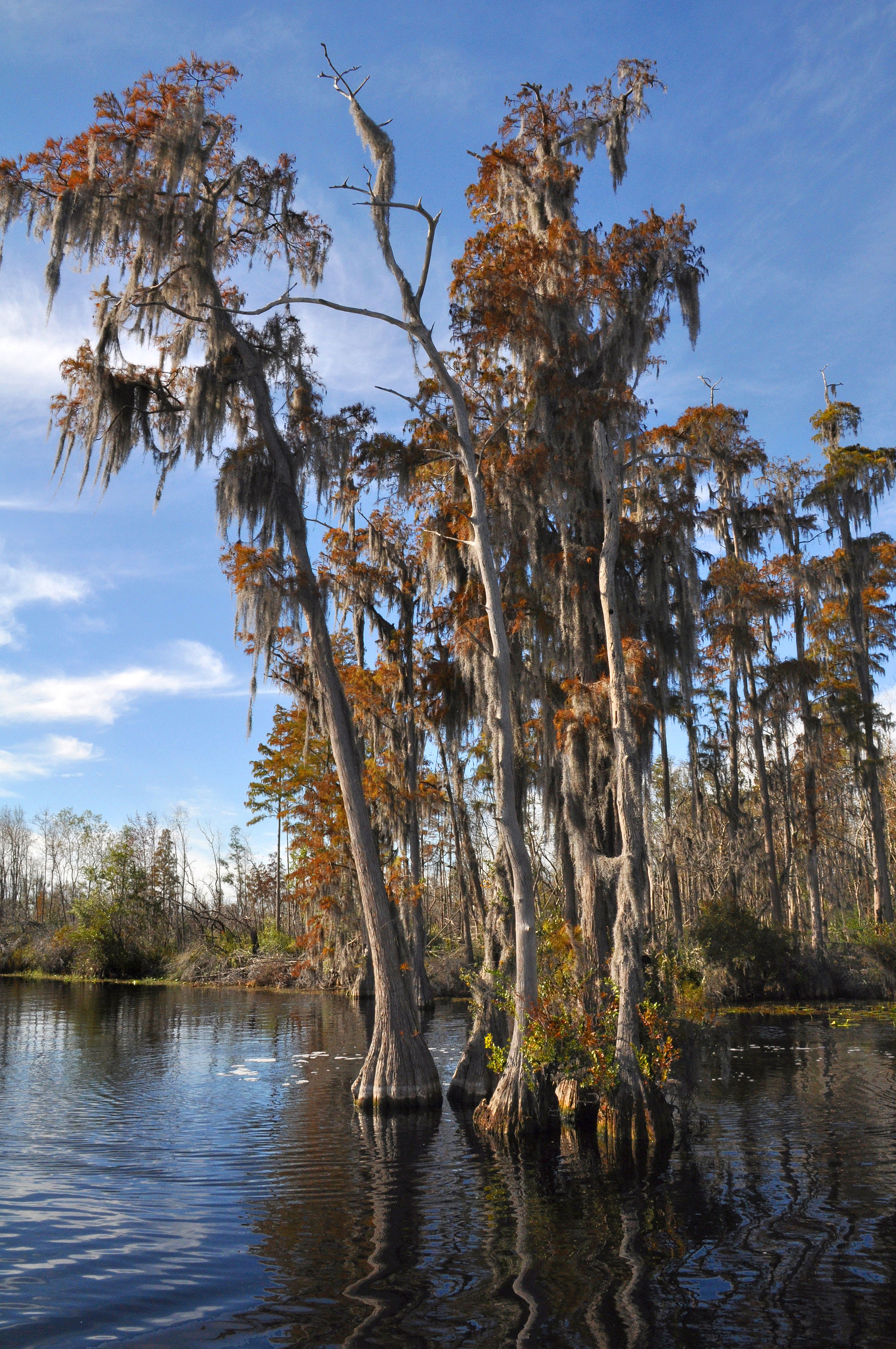 canoe trip scenery for Okefenokee Swamp near Georgia